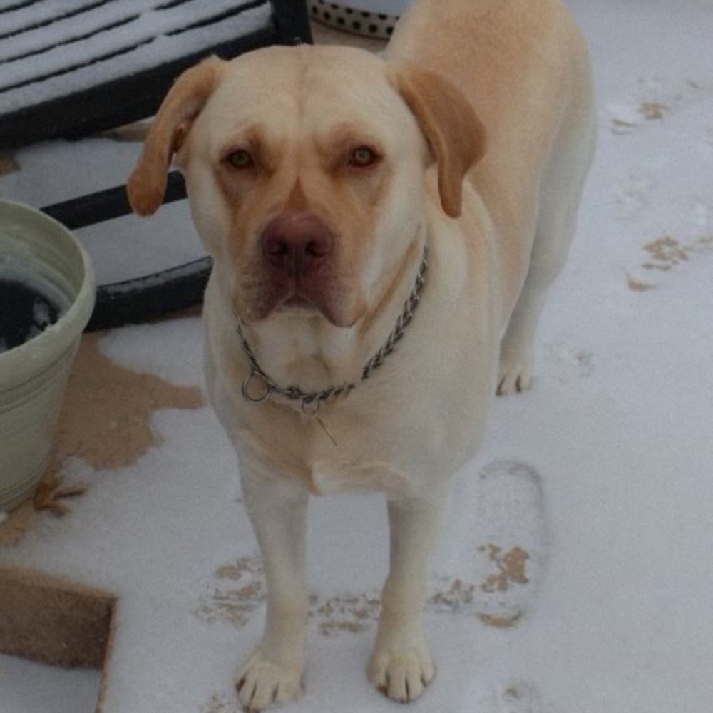 Meet your Posher, Kristen